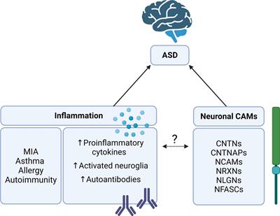 Neuronal Cell Adhesion Molecules May Mediate Neuroinflammation in Autism Spectrum Disorder